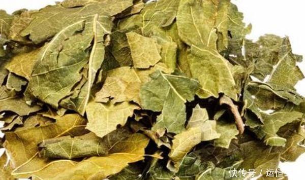 桑叶全身是宝，只有从农村出来的才知道，原来它还有这么多功效