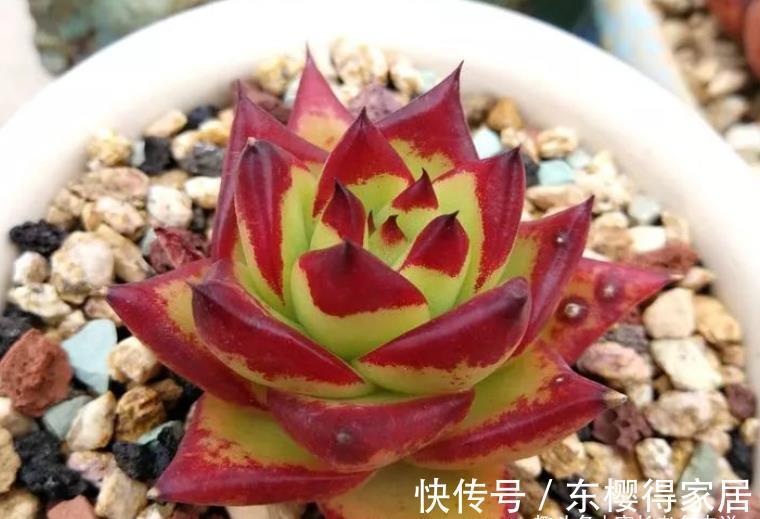 发芽|有人说多肉叶插发芽以后要及时晒太阳，为啥我的叶插苗都挂了呢？