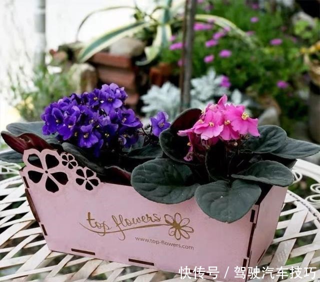 这8种懒人花,花期长,好看又好养!这8种懒人花,花期长,好看又好养!