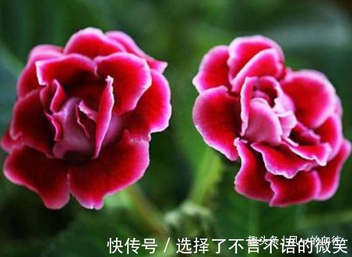 此花花繁叶茂，艳丽多姿的花朵十分夺目动人，寓意为华美与欲望