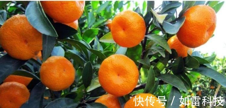 客厅养上4种花,四季常青,寓意好,招财进宝,懒人最爱