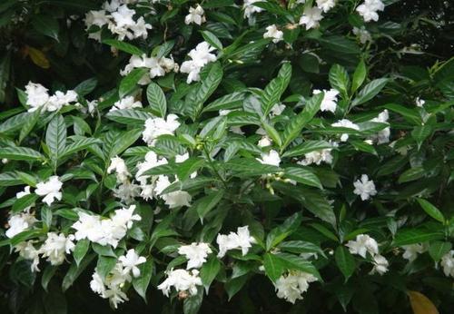 被名字耽误的8种花，好养好看开花惊艳，你最喜欢哪种？