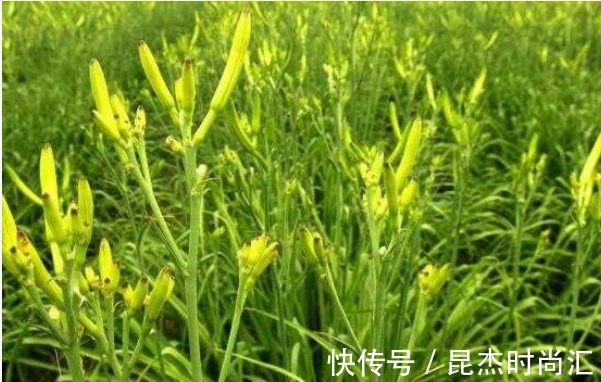 株丛|黄花菜降低血压、润肤抗衰,农民只需掌握四点,收获高产的黄花菜