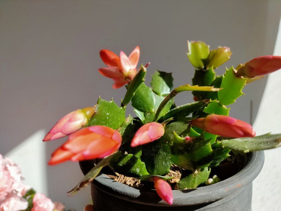 养护蟹爪兰,避开4个养护“弊端”,茎片肥、根系壮,来年开花多