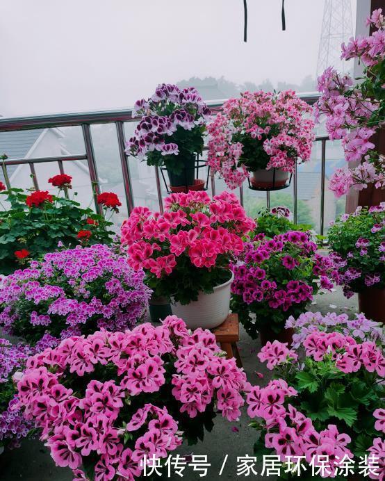 天竺葵怎样多开花?明白一些“小技巧”,开一个圆滚滚的大花球