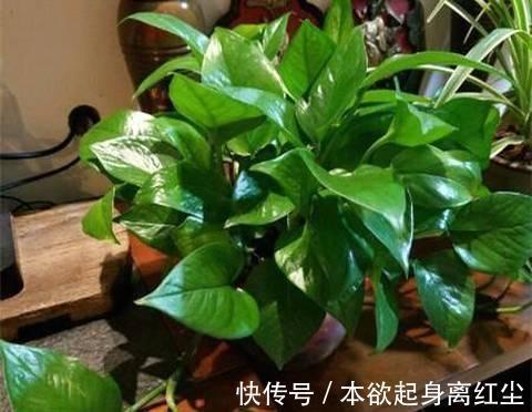 什么淘米水、黄豆水都不如2种肥，啥花都喜欢，养啥都爆盆！