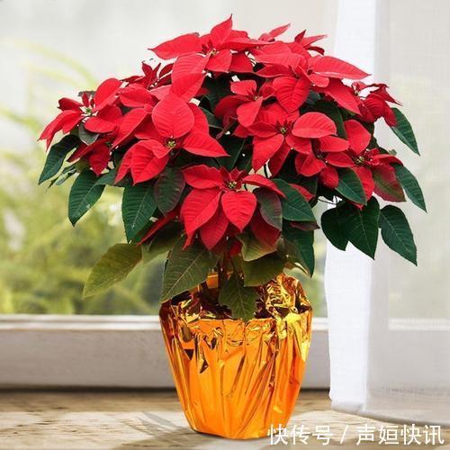 这四种花不能随意养!虽然外表好看,但实际上却是有毒的!