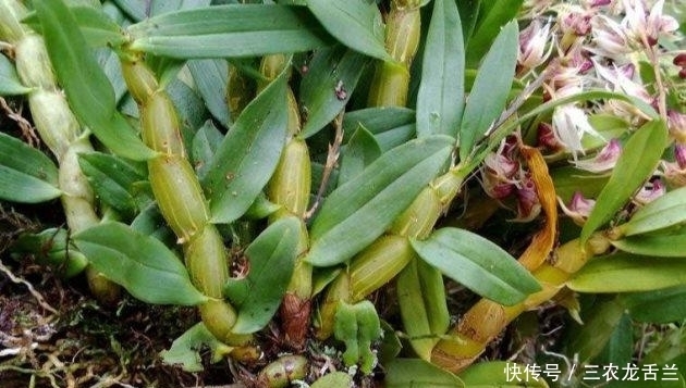 石斛怎么养? 石斛烂根怎么办?
