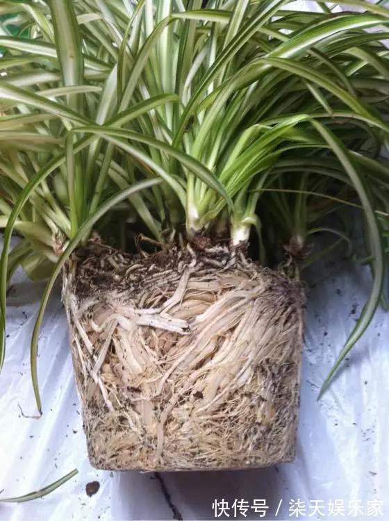 4种花爱“吃土”，1年不换盆，盆里全是根不见土，换盆才能长好