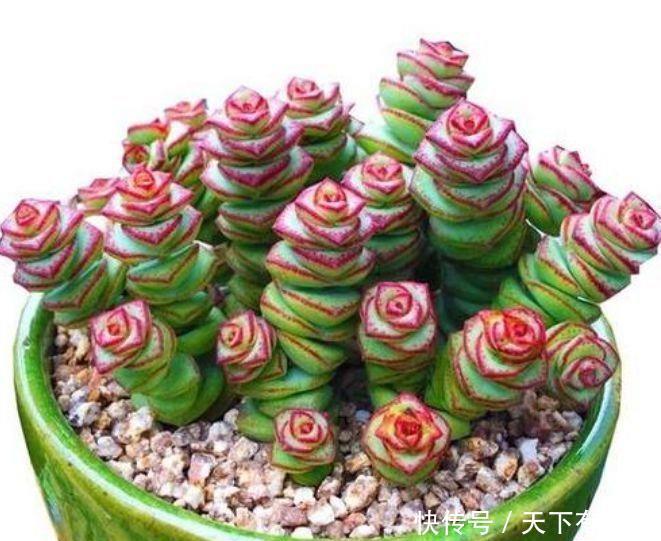 4种花卉，开花喜庆又好养，适合新手养，满屋飘香