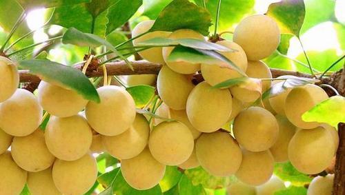 发芽|路边看到3个种子,捡回家种在花盆里,长成漂亮盆景!