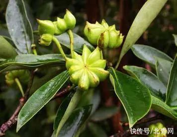 八角|总共能炖几斤肉？广西最大的八角古树林藏在这儿