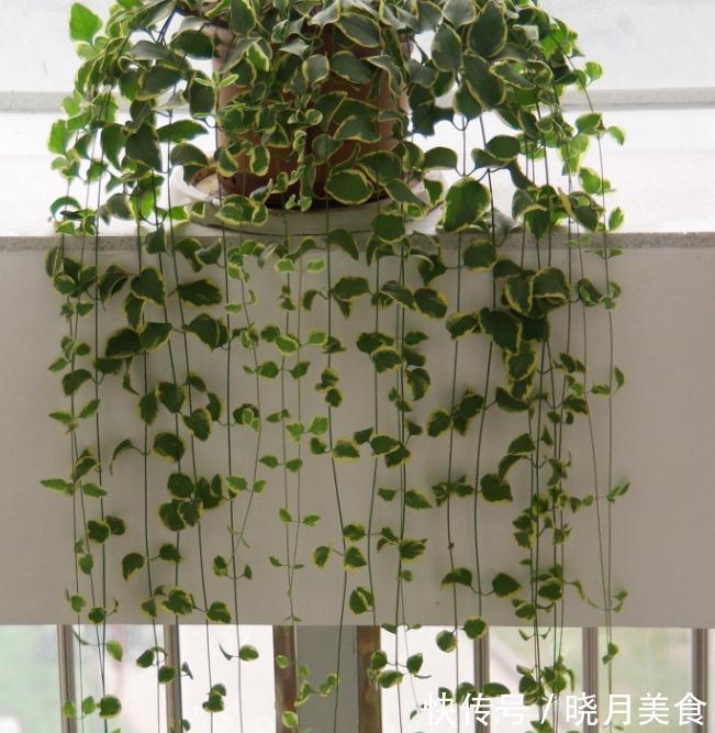 室内观叶植物大全,从此不担心开花与否