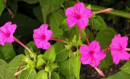 在农村里常见的一种花，称它为“地雷花”，下午才开花，还很珍贵