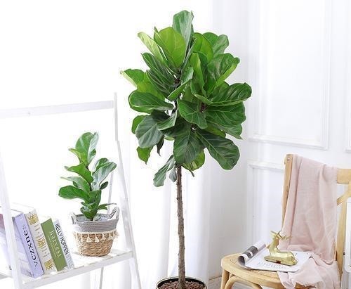 4种花，皮实好养又大气，摆在客厅上档次，有品位的人都养了