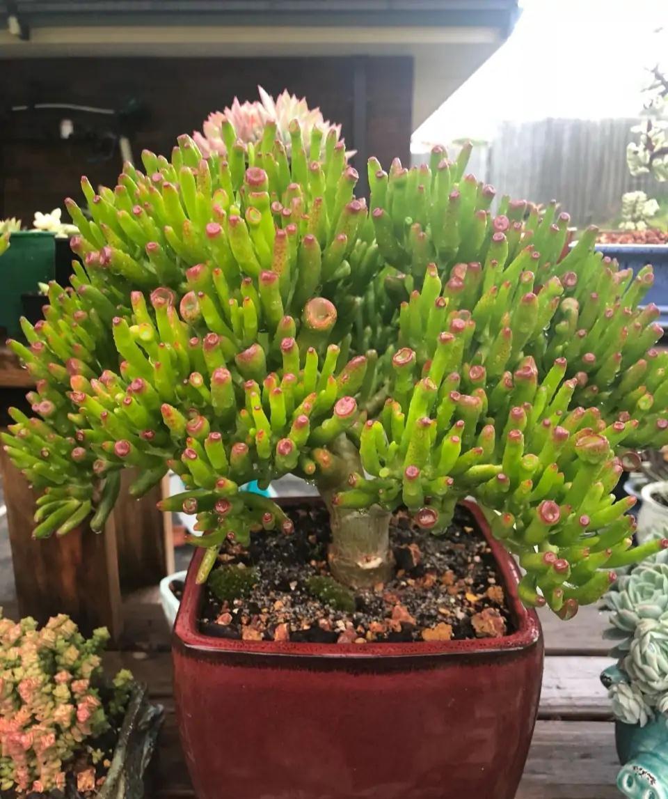 17大吉祥花,客厅有空间一定要养上一盆,好看又好养,养人又旺家