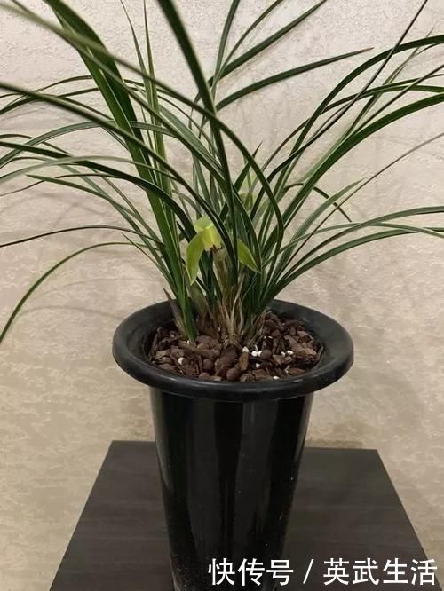 落花落蕾|7种花冬天要“春化”,必须冻满1个月,不然落花落蕾不开花!