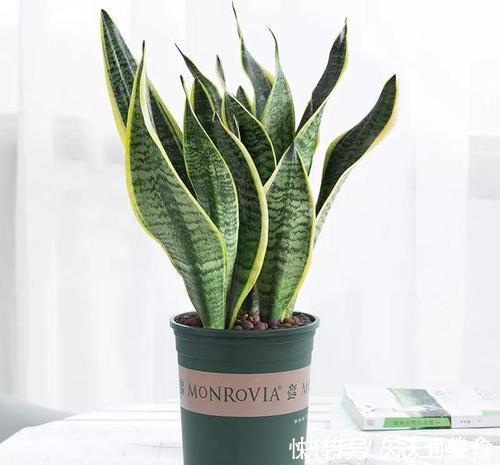 冬天|虎皮兰有3怕,冬天及时避开,顺利春化,冒笋芽长新叶!