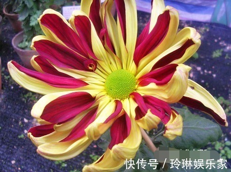 喜欢菊花,不如养盆“十大名菊”帅旗,花似统帅旗帜,霸气十足!