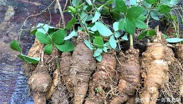 中年|山间一野草称“四叶奶参”，炖鸡汤加一段，产后体虚、少乳一起补