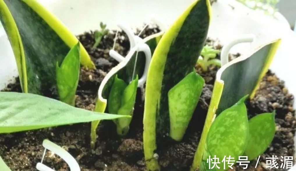 虎皮兰漂亮又好养,只要记住几个养护要点,长得旺盛,叶子亮丽