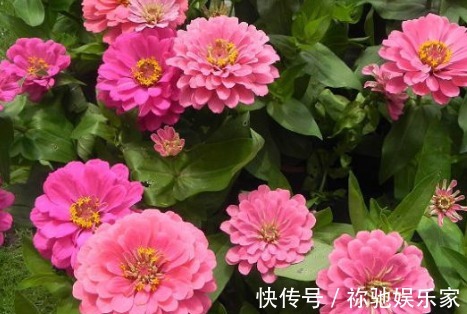 新手养花,不如养盆花中精品“甜蜜马车”,花开爆盆,观赏性极高