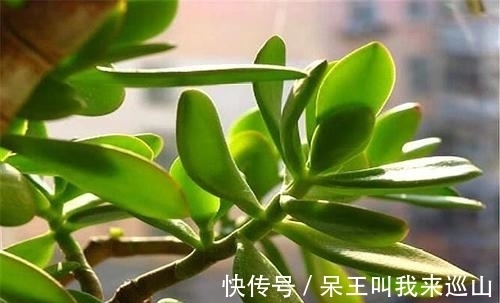隔壁王大爷家养了18年的玉树又开花了!他说:要想玉树开花并不难
