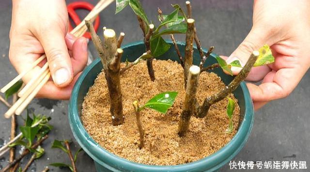 多肉|扦插的5个错误操作,不是难生根,是你做错了,扦插其实很简单