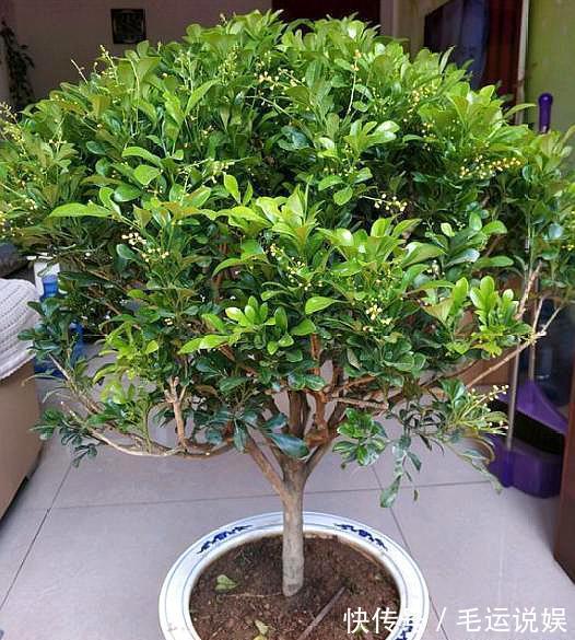 米兰开花香味足,养花“新手”都喜欢,但花朵上的“水珠”莫忽视