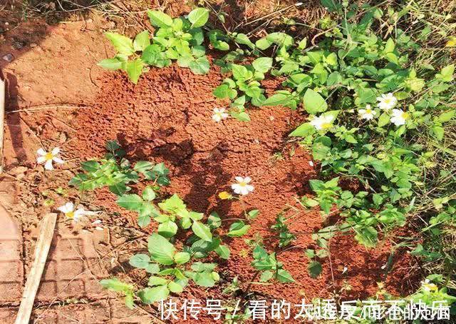 蚂蚁|钓鱼时,它不会影响渔获,但会影响钓友的安全