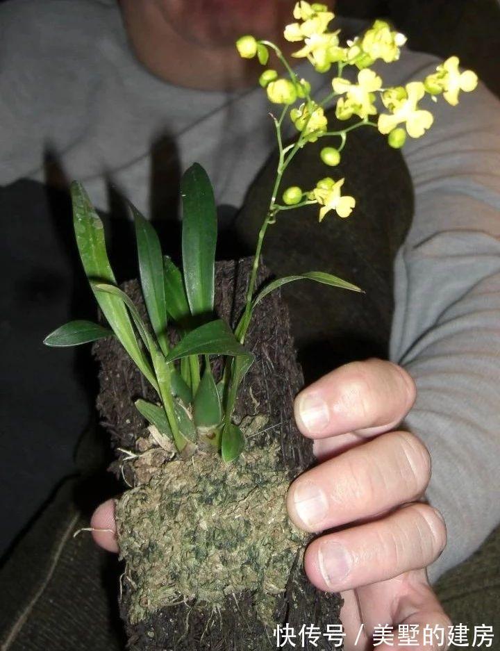 战斗鸡|兰花中的“战斗鸡”,同时开花几百朵,满屋子都是奶香气