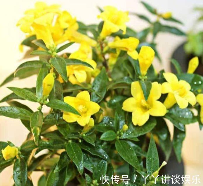 4种花好养又漂亮,花朵大花期长,花朵迷人,阵阵花香