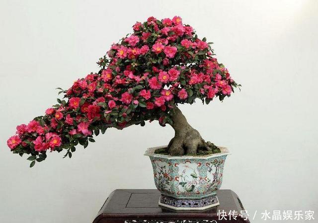 根多|抓住茶花“生长规律”,再来点养花“套路”,养好茶花没那么难!