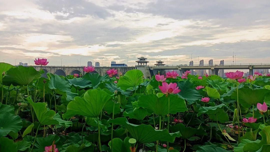 荷花|这些赏荷宝藏地，每个都是绝佳打卡点