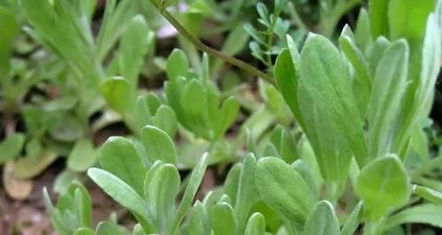 蔬菜|这些野菜你一定见过!营养成分比蔬菜高,属于天然补品,谁吃谁好