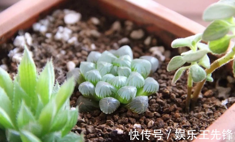 徒长|多肉玉露徒长叶子松散?多注意这4点,株型紧凑更具美感