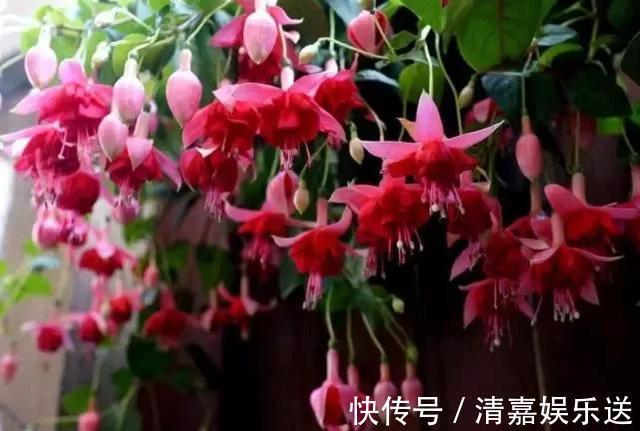 泡水|3种枝条泡水里,10天长根,一次开花100朵,水培成活率更高!