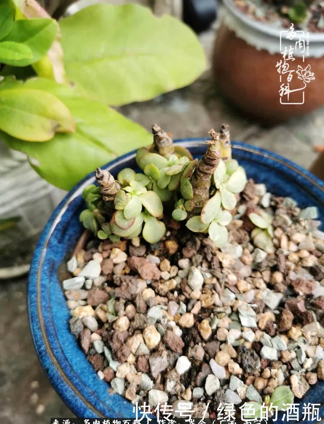 无关利益，不计得失，多肉给了我不一样的感受温暖的方式