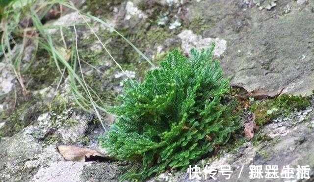 盆景|山崖上一种草,被称“还魂草”,人人见了挖一株,说是很值钱!