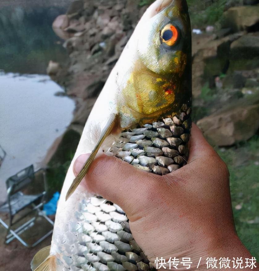 俗称“野草鱼”,过去河中随便抓,如今野生少见,运气好才能吃到