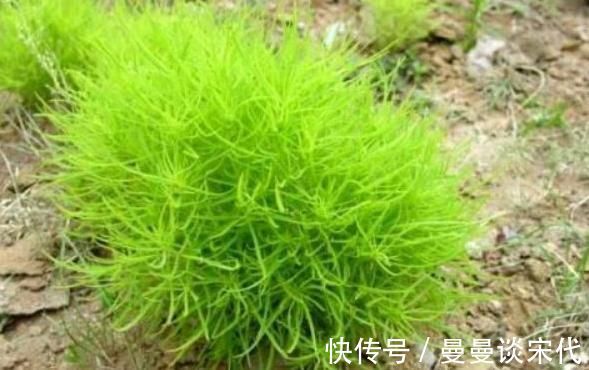 药用价值|立秋后,皮肤瘙痒难受,常吃此草,止痛止痒,远离皮肤疾病