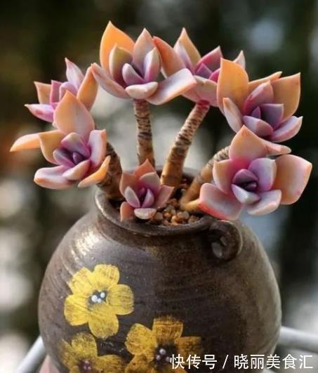 养肉先养根,教你3个小技巧,学会了根系健壮长势旺