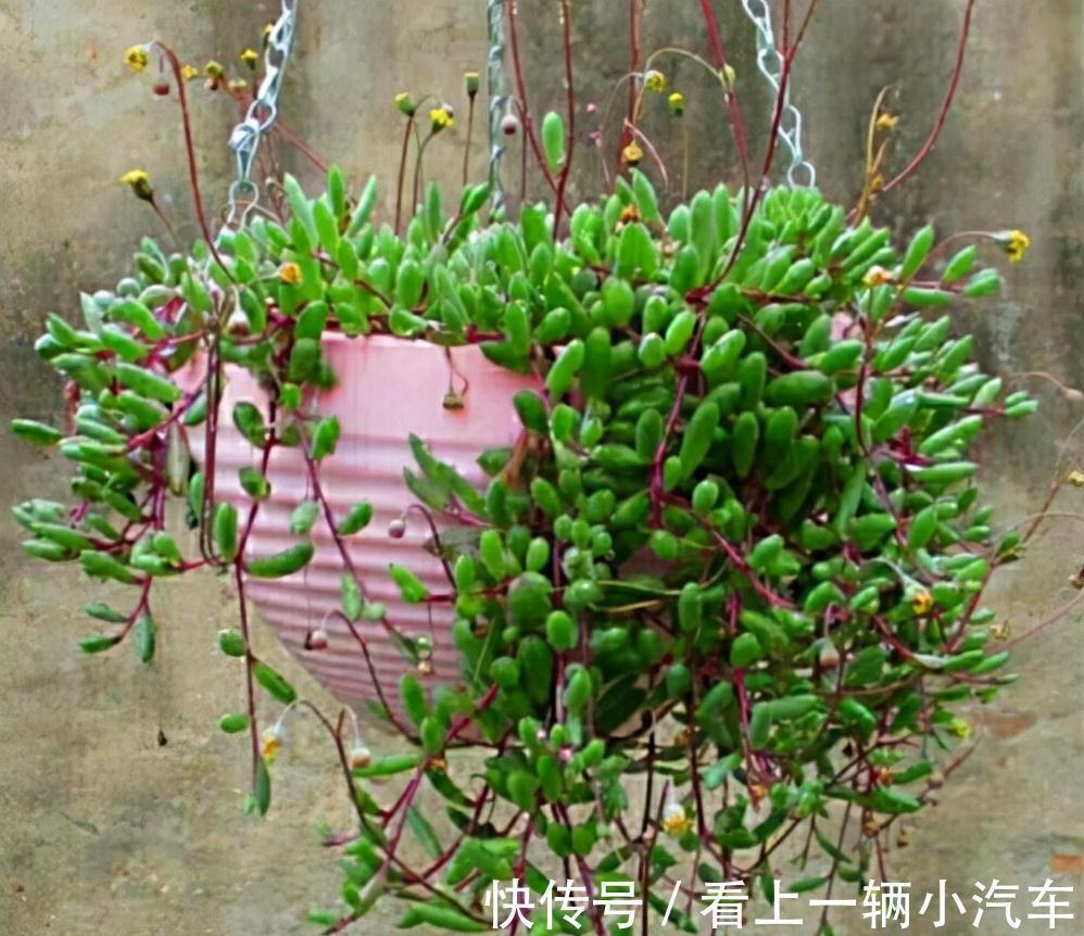 九种皮实花,多晒少管长得好,养成老桩更高档,绿萝没上榜