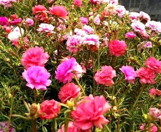 超耐旱的4种开花植物,丢土里就能活,漂亮好养不操心,懒人最爱