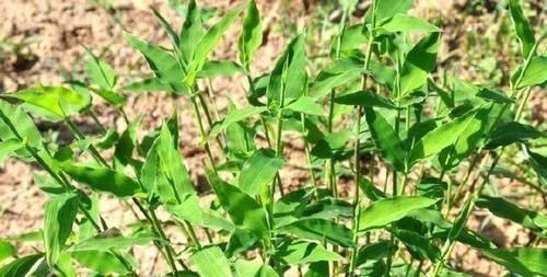 农民|只有老农民才认识的这种野草,长得像竹叶,如今20元一斤成稀罕
