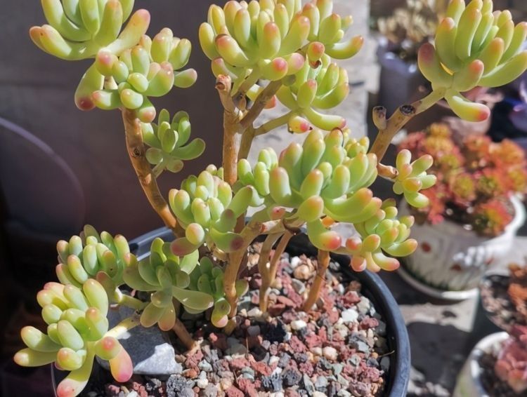 多肉长气生根其实是在释放“信号”,你读懂了吗?