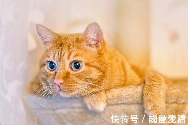 把猫关猫砂盆