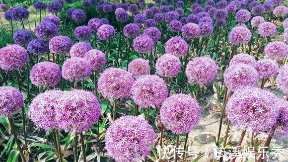 花球|5种花不用管,盆栽地栽都好养,自己就能长成大花球,花开还惊艳