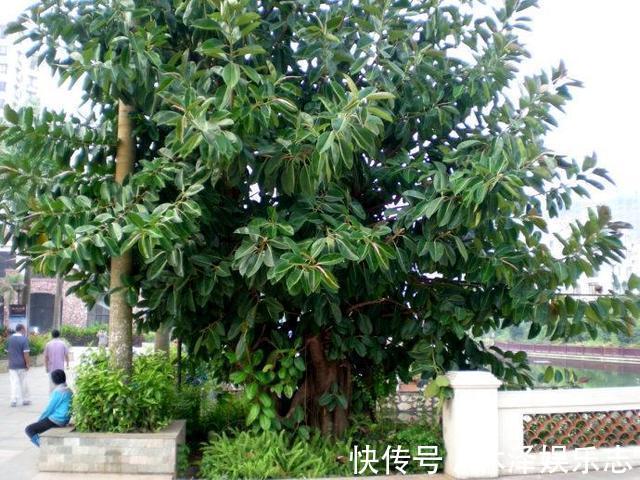 无花果|路边遇到4种花，别放过，掰个枝子长一盆！观叶赏花又好吃