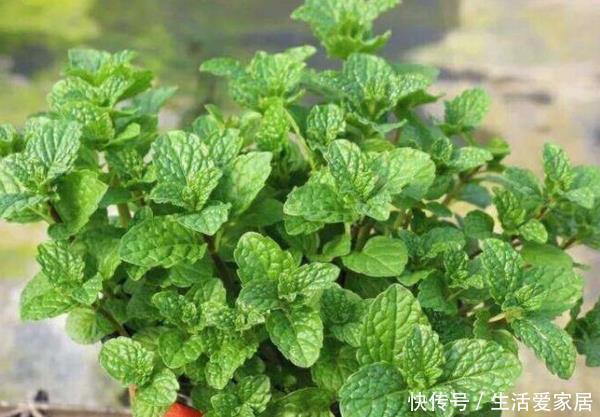 环境中|卫生间养花不知道选啥好就种以下4种植物,清除异味,净化空气